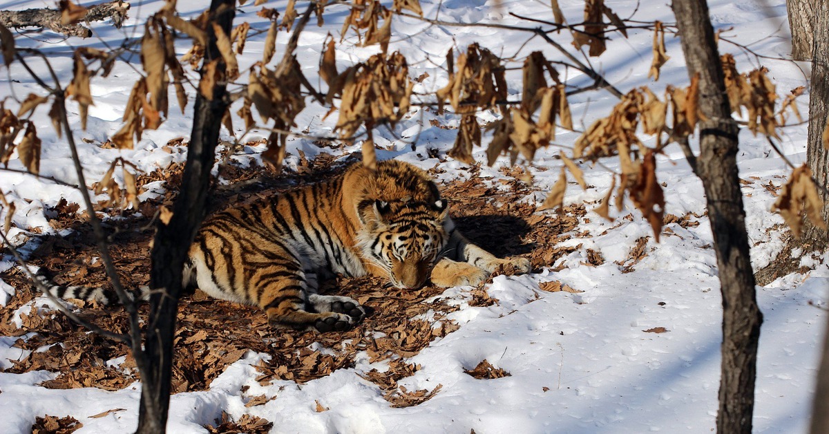 Котик из уссурийской тайги