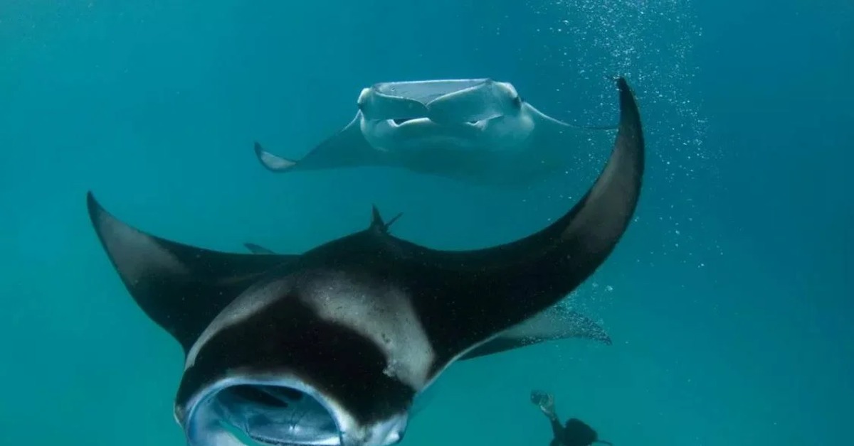 самый крупный скат 5 букв. морской дьявол скат манта. самый крупный скат 5 букв. самый крупный скат 5 букв. океанический скат манта.