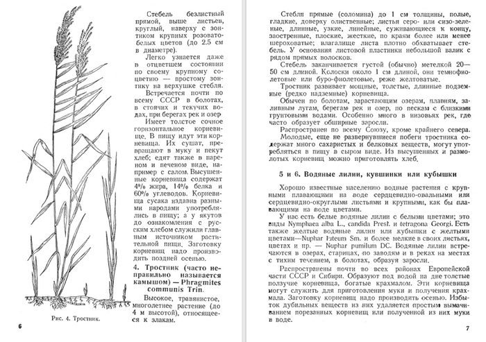Из книги "Дикие съедобные растения"