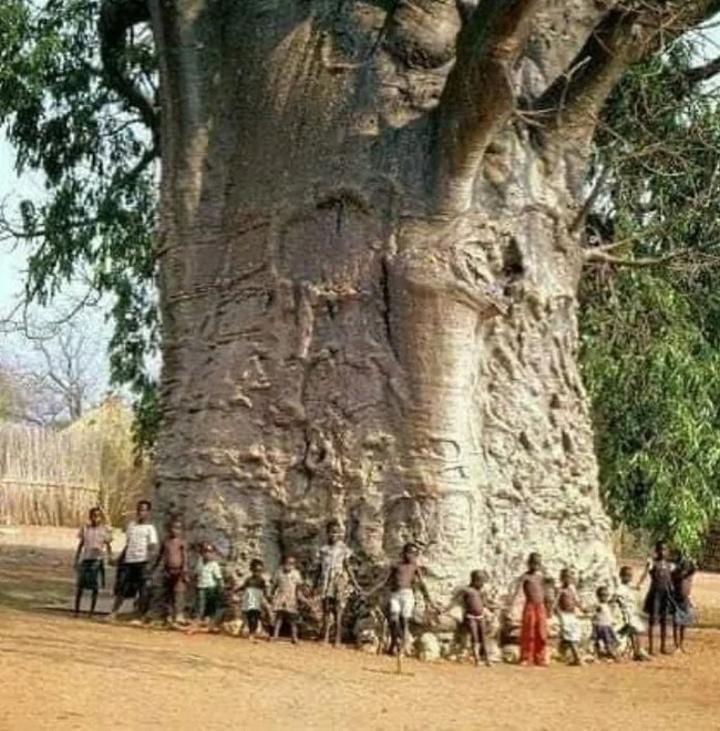Посеребренная фоторамка «Дерево жизни», фото размером 9х13 см, Италия