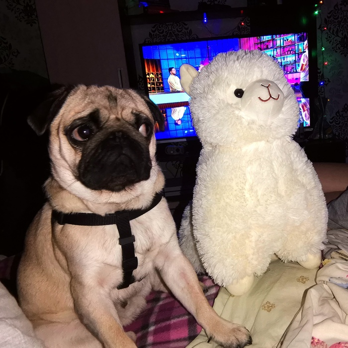 � - ���������