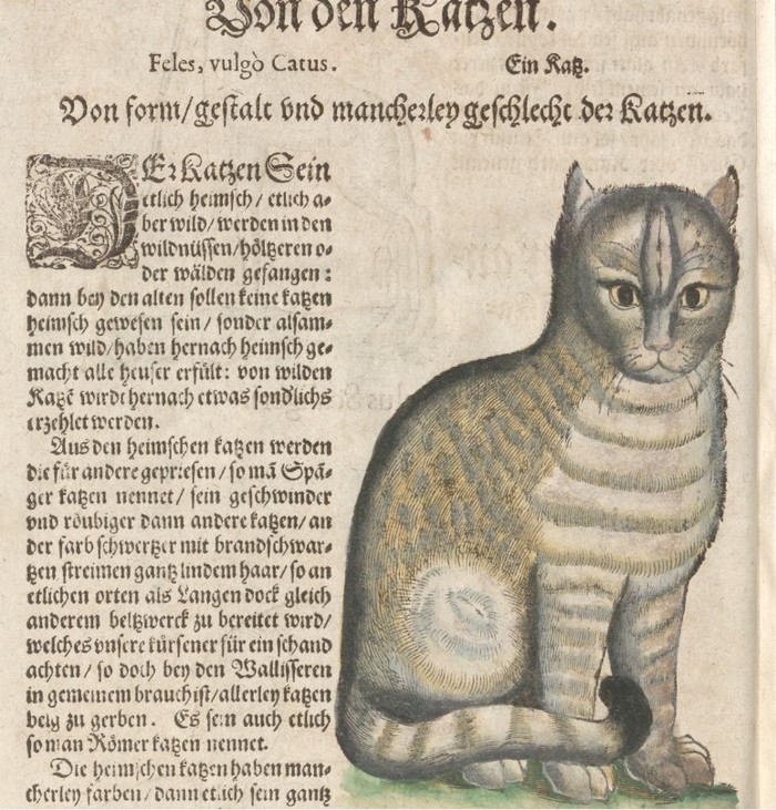 Котики - это не только ценный мех!