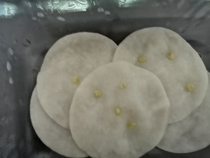 Халапеньо. Начало