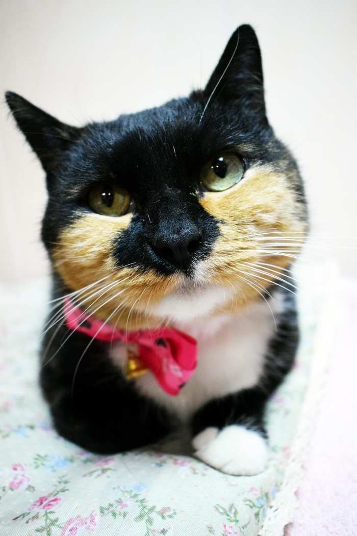 Марго 1,5 года ищет дом Трехцветная кошка, Кот, Длиннопост, В добрые руки, Без рейтинга, Москва