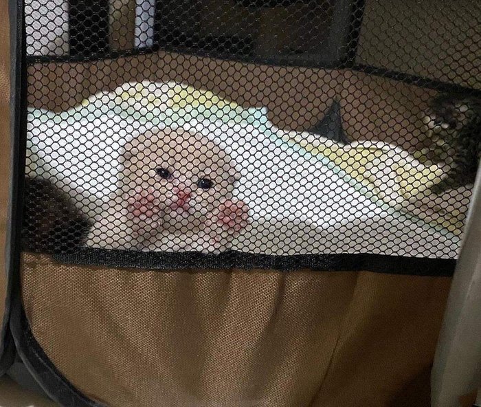 ��������� ����