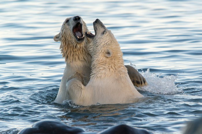 ������ �������� ��������