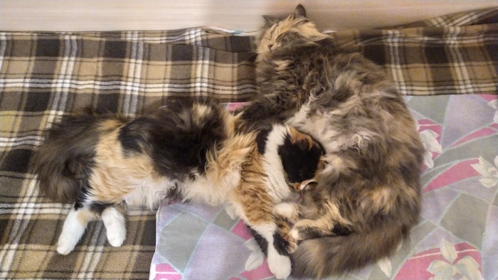 �������� 2020, ������� � 2021