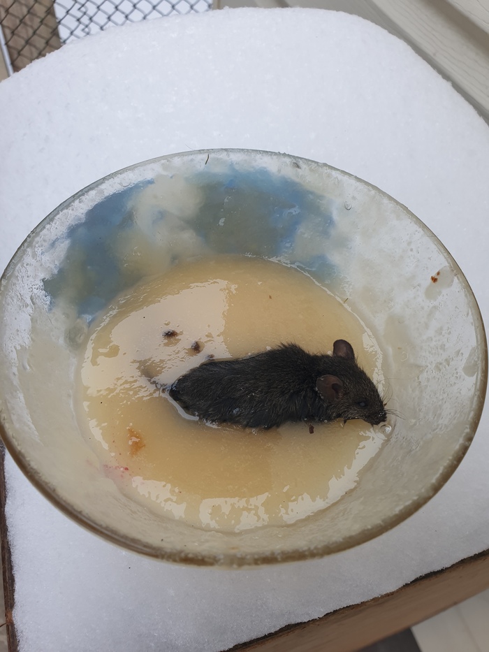 ��� ���� ������