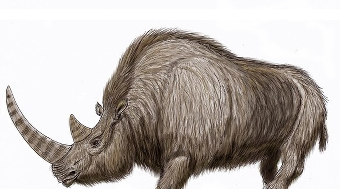 Мамонт рино. Шерстистый носорог. Шерстистый носорог ледникового периода. Coelodonta thibetana. Шерстистый носорог реконструкция.