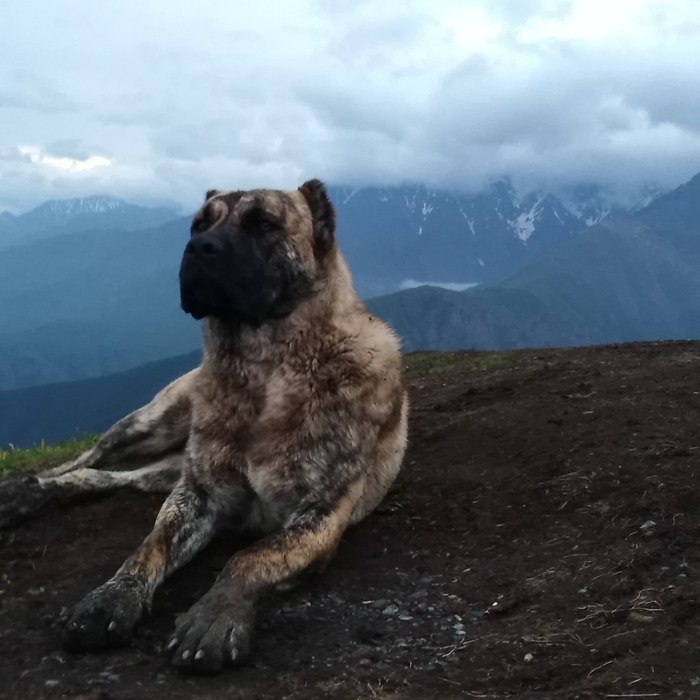 В горах Северной Осетии