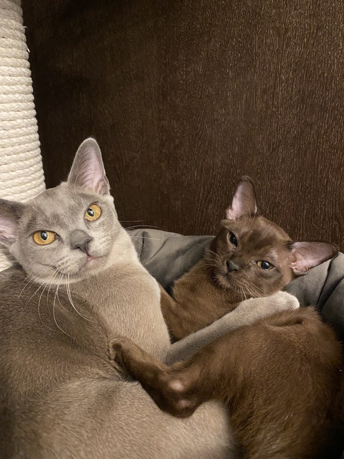 Рик и Морти