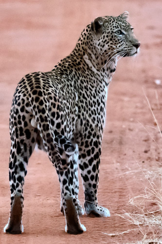 Portret Afrikanskogo Leoparda Pikabu