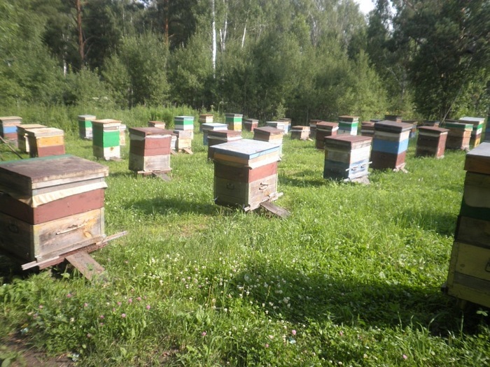 Из-за чего я полюбила пасеку