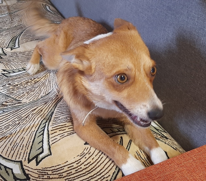 На трассе была найдена собачка в ужасном состоянии, и вот какой она стала. Ищем дом, Луганская область