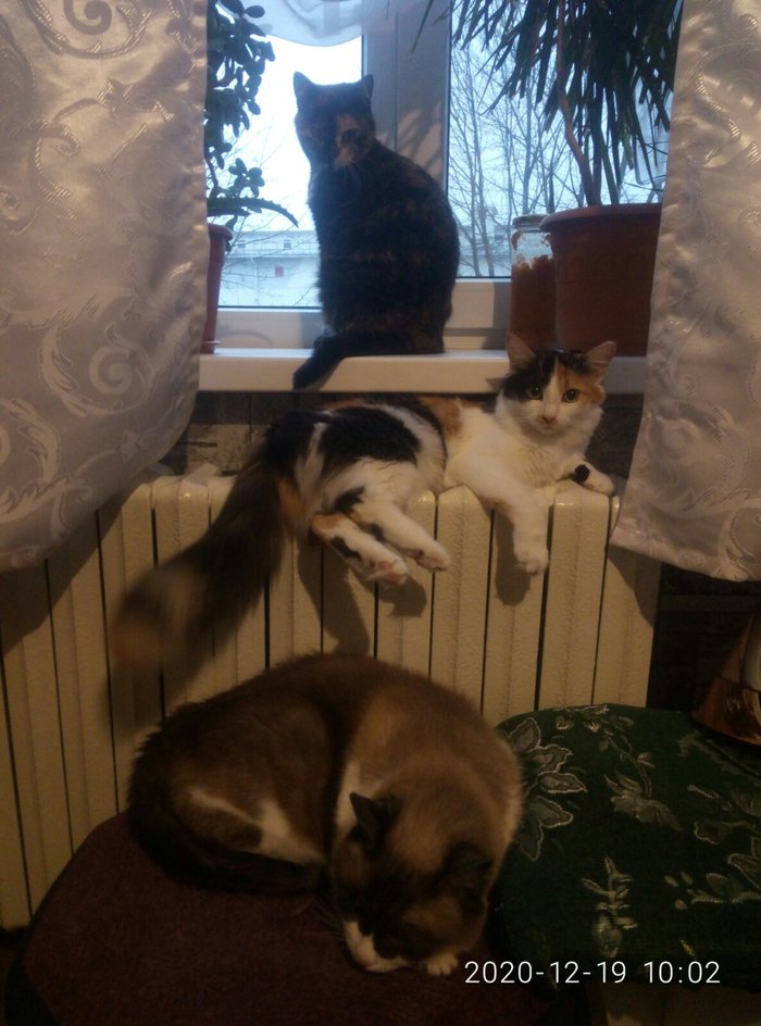 Кошачья пирамида власти