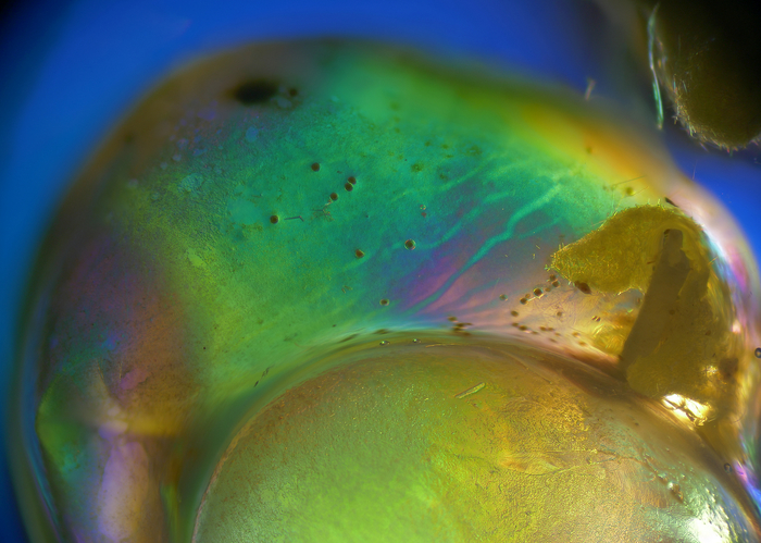 Цвета морских созданий