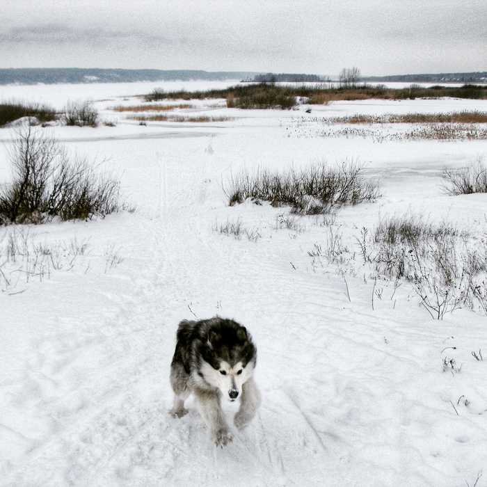 Через снега и ветры, внедорожник лучший друг человека