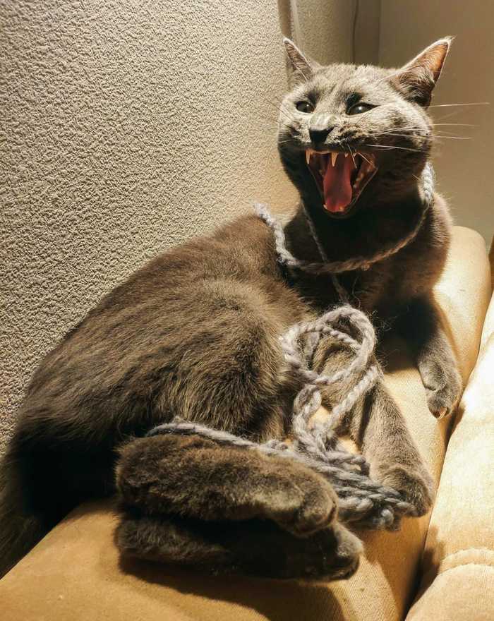 ������ � ��������... ���������