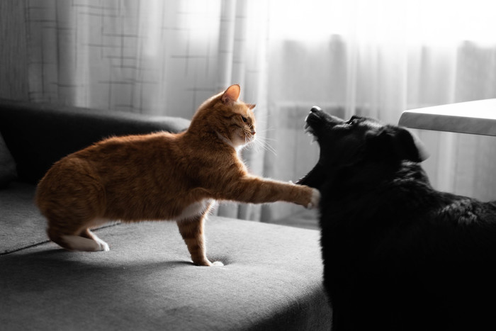 Звук коты дерутся