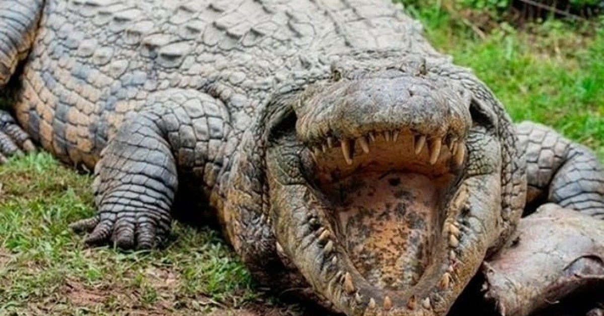 Крокодил живет в африке. Нильский крокодил. Африканский гребнистый крокодил. Гигантский Нильский крокодил.