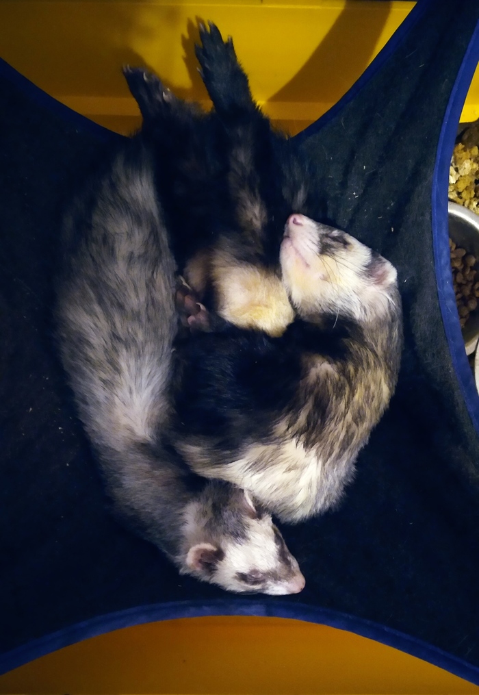 ���, ����, �����, ���������)