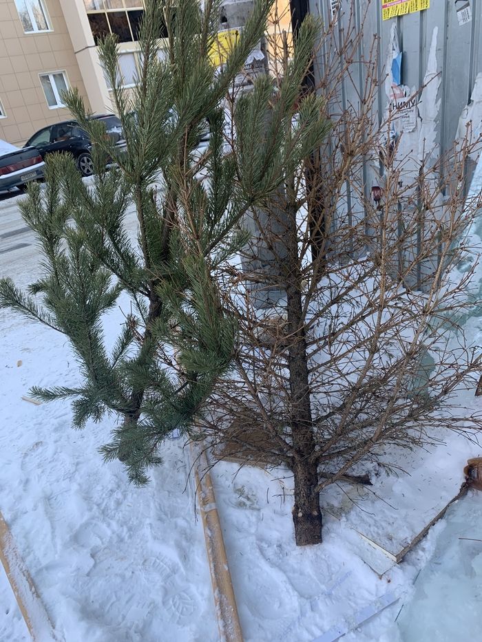 Первый сдался