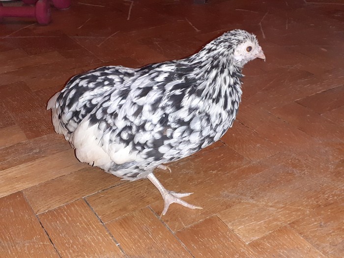 ����� �� ��������