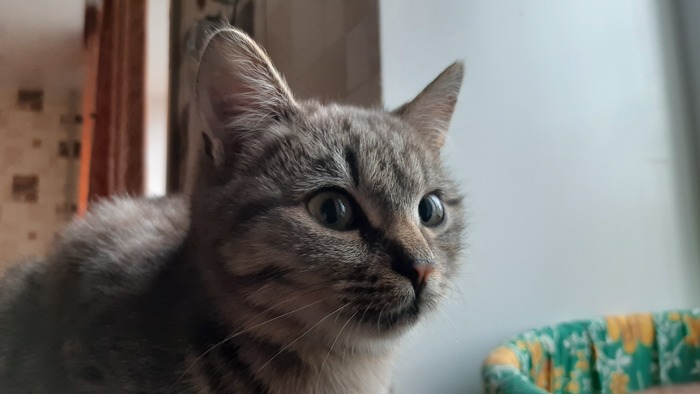 Мегаласковый котейка в добрые руки, Луганская область