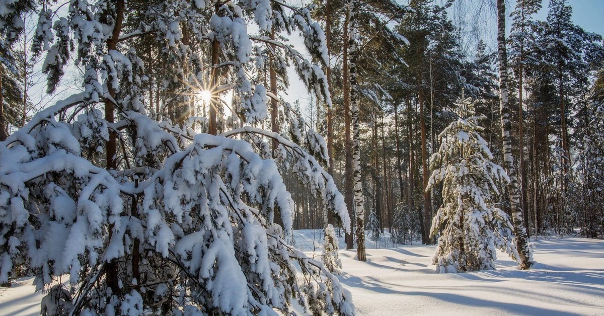 Шумит зима. Природа Татарстана зима. Зимний пейзаж Татарстана. Зима в Татарстане. Зимний лес в Татарстане.