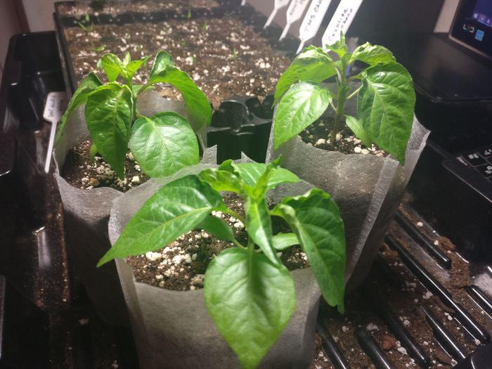    2021 , , , ,  , Trinidad scorpion, 