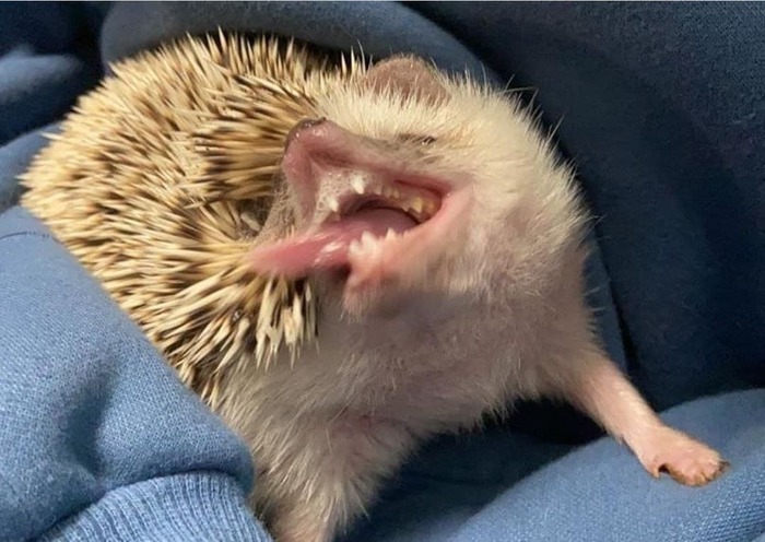 Песенка- лучший друг