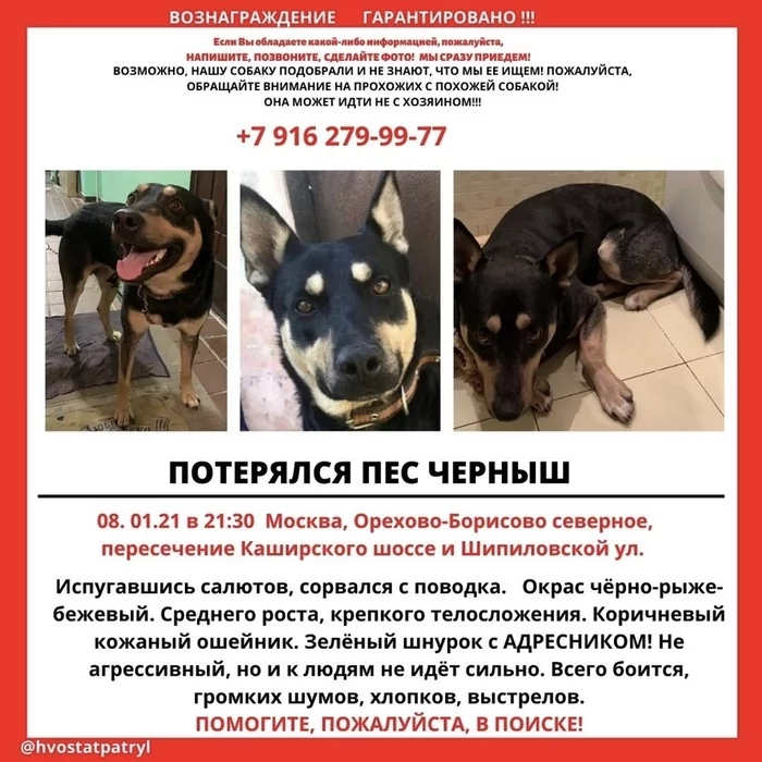 Потеряна собака московская область. Пропала собака. Пропала собака Москва. Максимальный репост пропала собака. Потерялась собака.