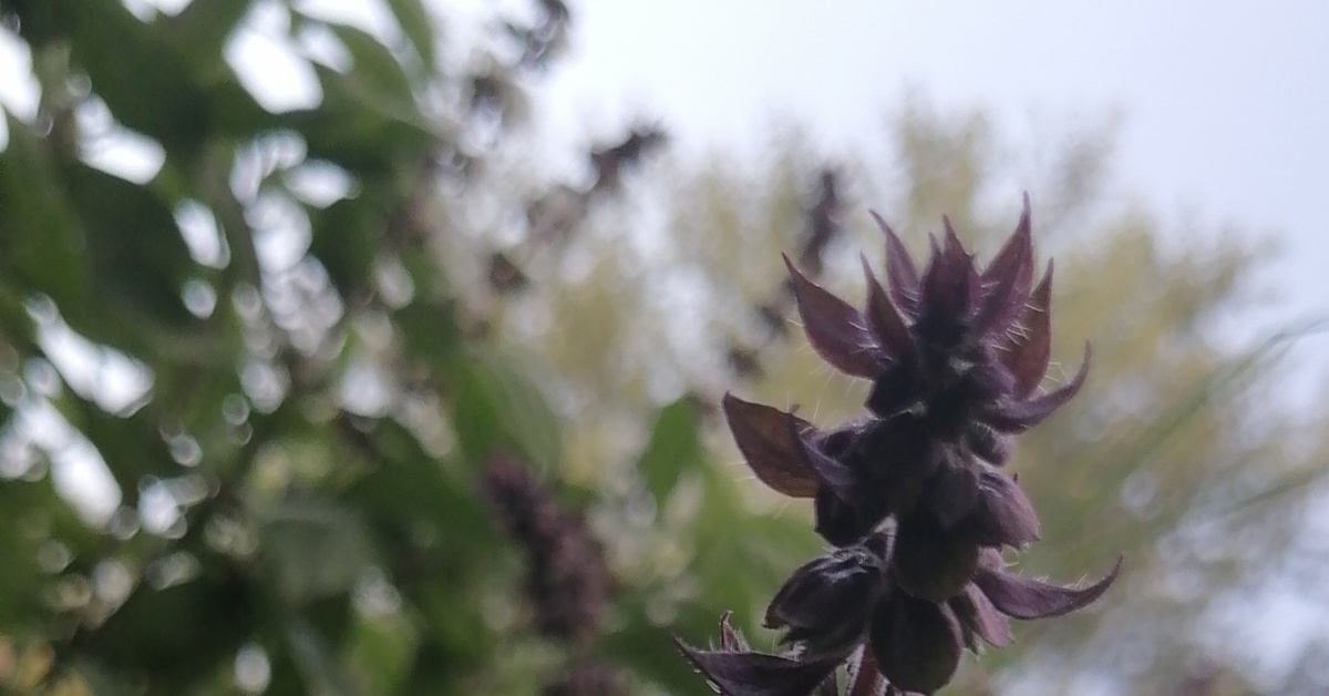 The most beautiful plant and the most beautiful smell, too Пикабу