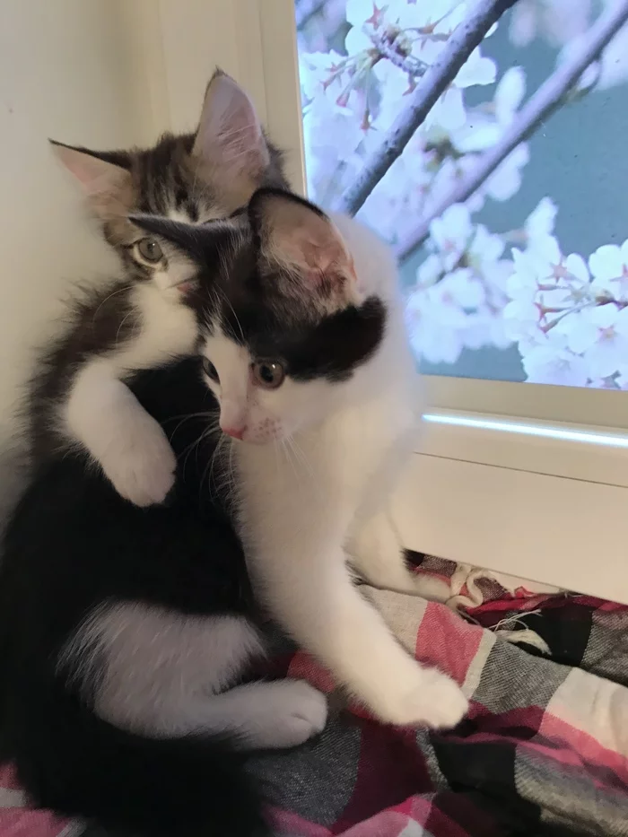 Отдаю котят в добрые руки Саратов, В добрые руки, Котята, Длиннопост, Кот, Без рейтинга