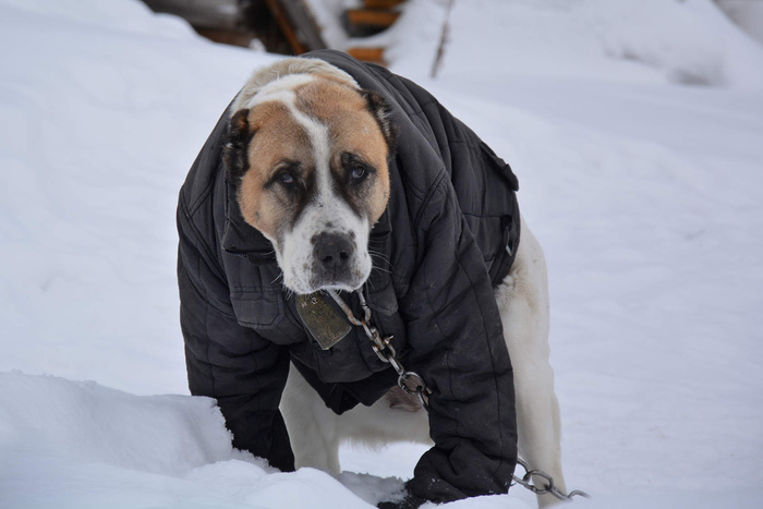 Грустный пёс, уставший от жизни собачей