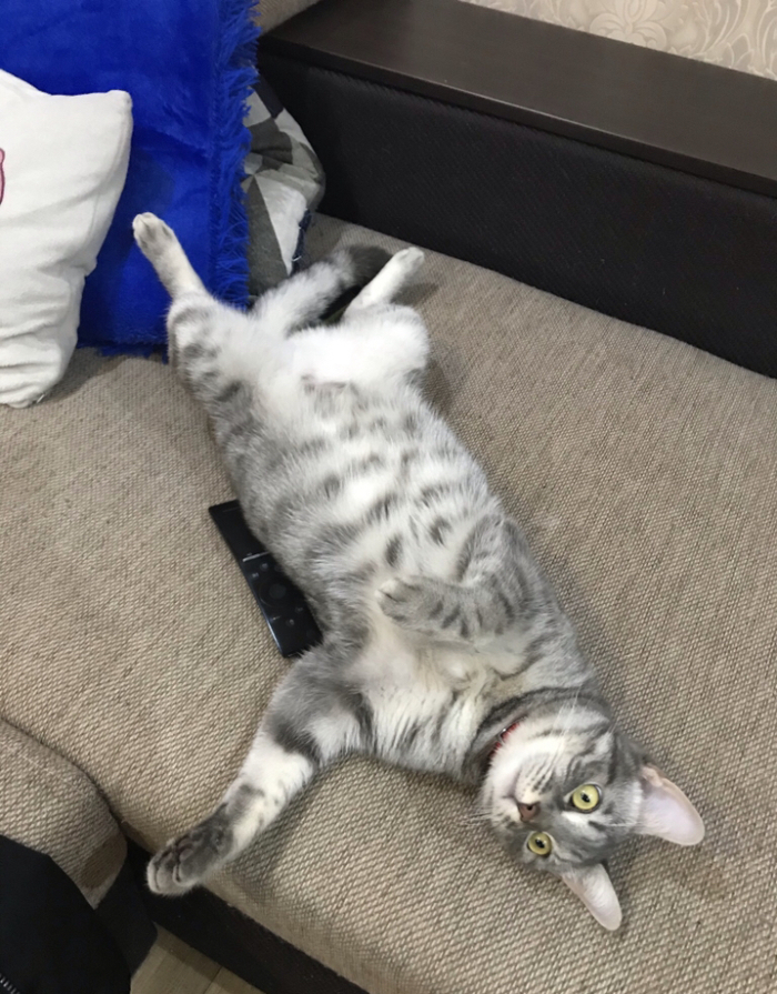 Привет кожаный