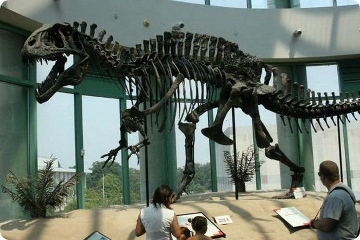   (. Acrocanthosaurus:    ) , , , ,  , , 