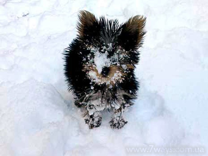 Зима - удивительное время