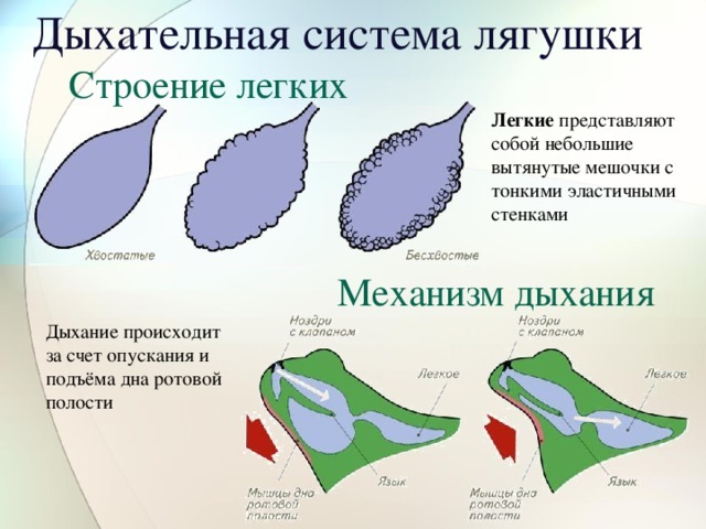 как понять что лягушка беременна. картинка как понять что лягушка беременна. как понять что лягушка беременна фото. как понять что лягушка беременна видео. как понять что лягушка беременна смотреть картинку онлайн. смотреть картинку как понять что лягушка беременна.