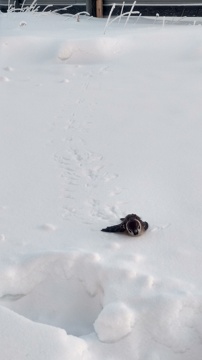 ������ ����� -54��