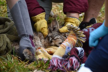 как мы спасли белку. Смотреть фото как мы спасли белку. Смотреть картинку как мы спасли белку. Картинка про как мы спасли белку. Фото как мы спасли белку как мы спасли белку. Смотреть фото как мы спасли белку. Смотреть картинку как мы спасли белку. Картинка про как мы спасли белку. Фото как мы спасли белку