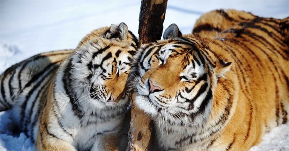 Сохранение тигров. Уссурийский тигр. Популяция Амурского тигра. Амурский тигр самка. Амурский тигр самец.
