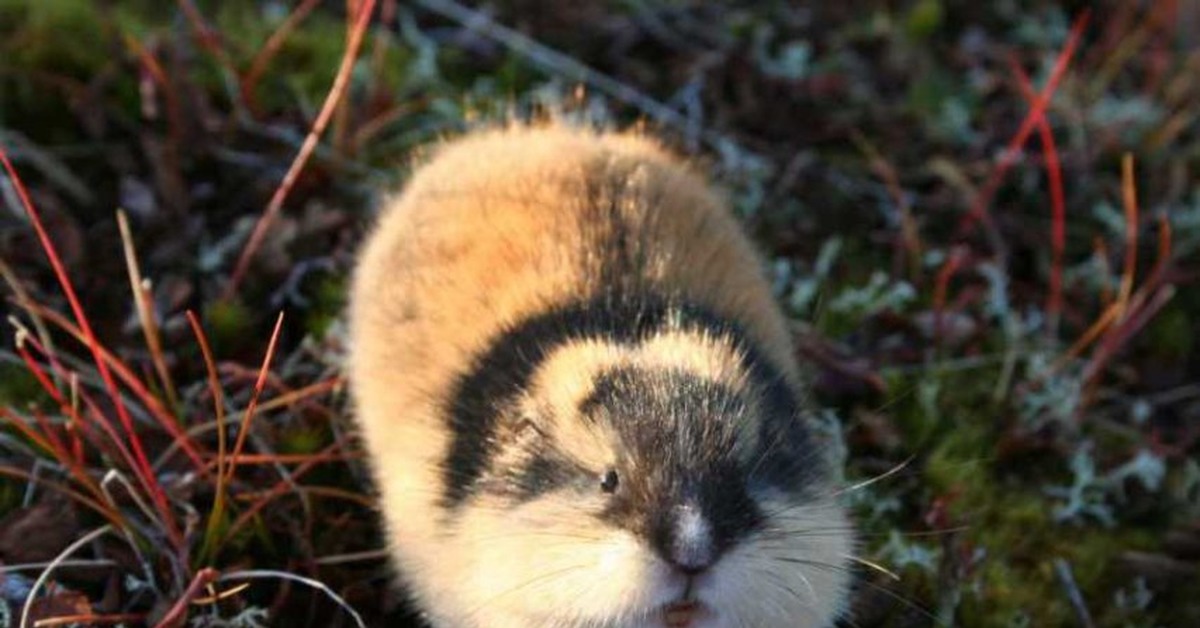 Сибирский лемминг Lemmus sibiricus