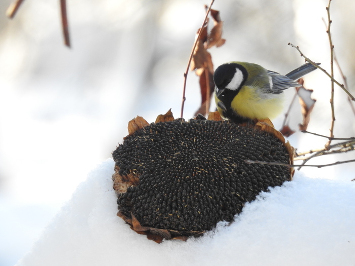 ������������ �������������: �����