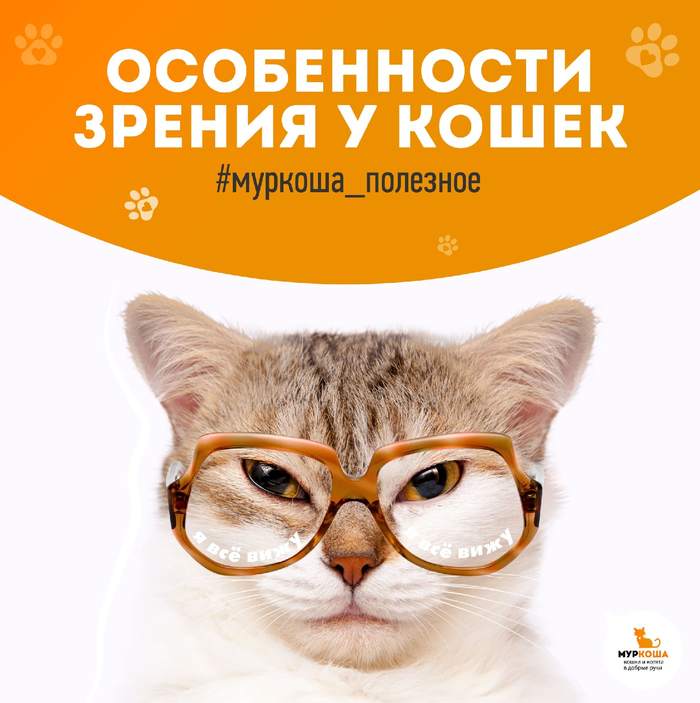 Делимся полезной информацией: особенности зрения у кошек Приют Муркоша, Приют для животных, Кот, Зрение, Интересное, Полезное, Длиннопост