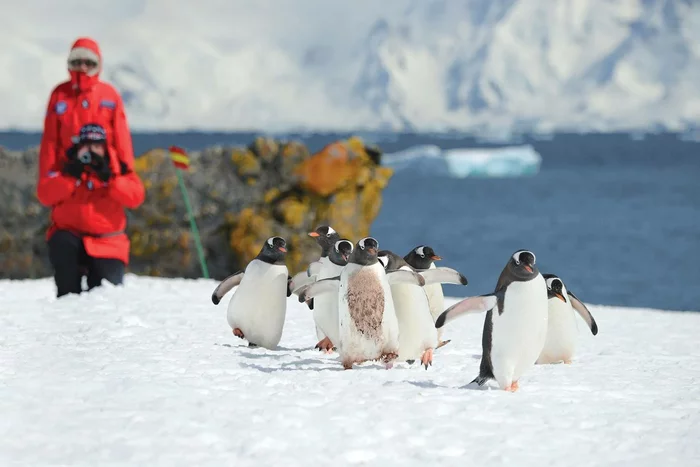 Самый южный город мира: как живут люди в Антарктиде. Мак-Мердо Антарктида, Антарктика, Южный полюс, Север, Путешествия, Океан, Туризм, Наука, Корабль, Исследования, Техника, География, Длиннопост Самый южный город мира: как живут люди в Антарктиде. Мак-Мердо Антарктида, Антарктика, Южный полюс, Север, Путешествия, Океан, Туризм, Наука, Корабль, Исследования, Техника, География, Длиннопост