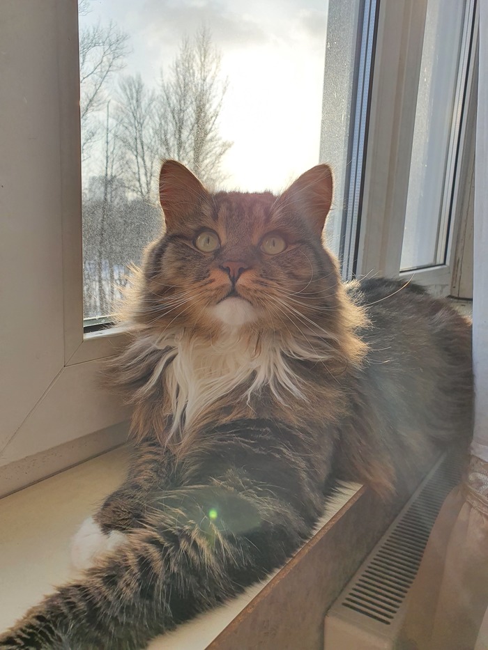 Солнечный котик