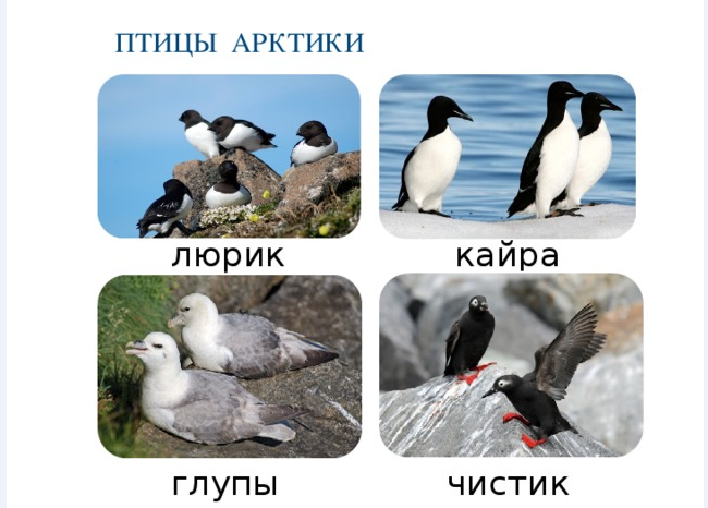 чем примечательна земля франца иосифа. Смотреть фото чем примечательна земля франца иосифа. Смотреть картинку чем примечательна земля франца иосифа. Картинка про чем примечательна земля франца иосифа. Фото чем примечательна земля франца иосифа