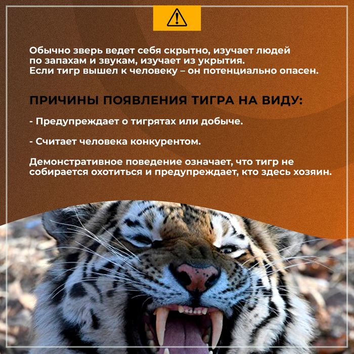 что делать при встрече с тигром. Смотреть фото что делать при встрече с тигром. Смотреть картинку что делать при встрече с тигром. Картинка про что делать при встрече с тигром. Фото что делать при встрече с тигром