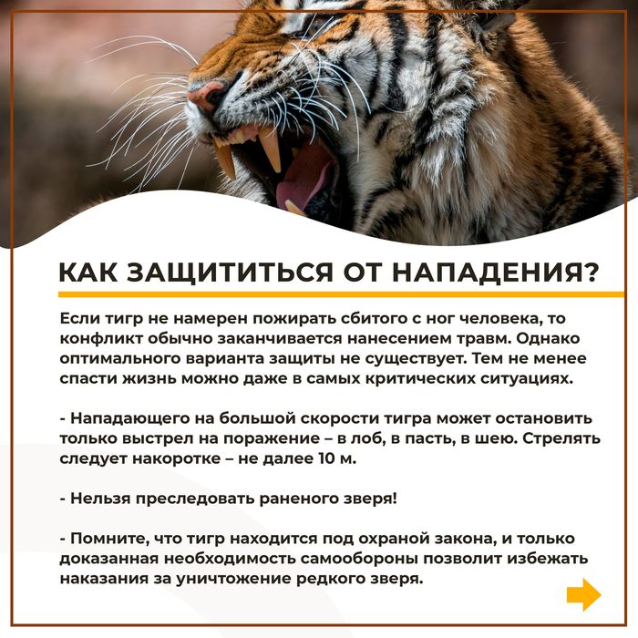 что делать при встрече с тигром. Смотреть фото что делать при встрече с тигром. Смотреть картинку что делать при встрече с тигром. Картинка про что делать при встрече с тигром. Фото что делать при встрече с тигром